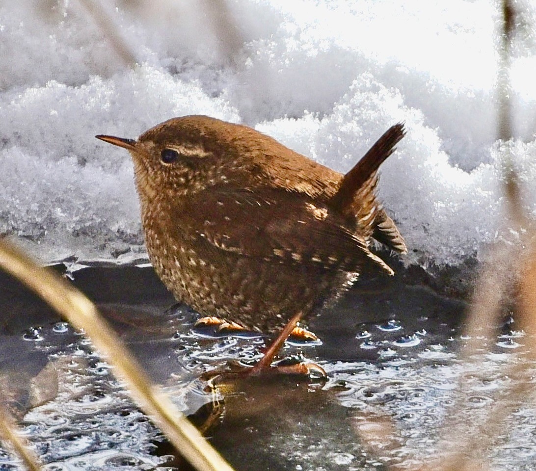 Troglodytes hiemalis James Gardens Toronto by Mykola Swamyk is licensed under CC BY-SA 3.0.